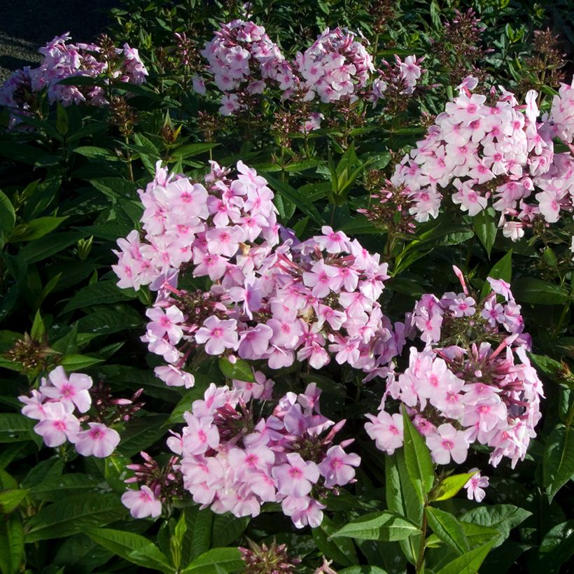 Phlox paniculata Bright Eyes - Phlox paniculé rose pâle à oeil rose vif (Plant habit)