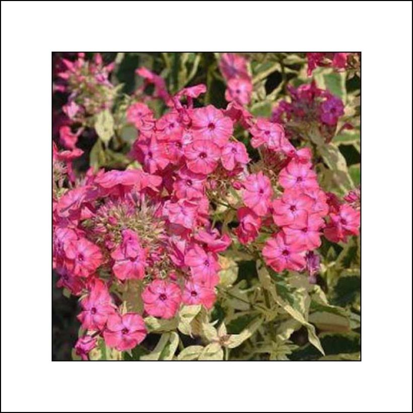 Phlox paniculata Elisabeth Arden (Flowering)