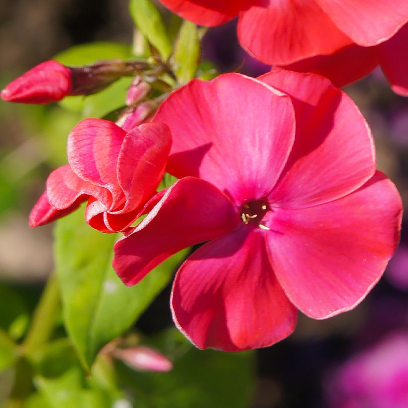 Phlox paniculata Famous Cerise - Phlox paniculé (Flowering)