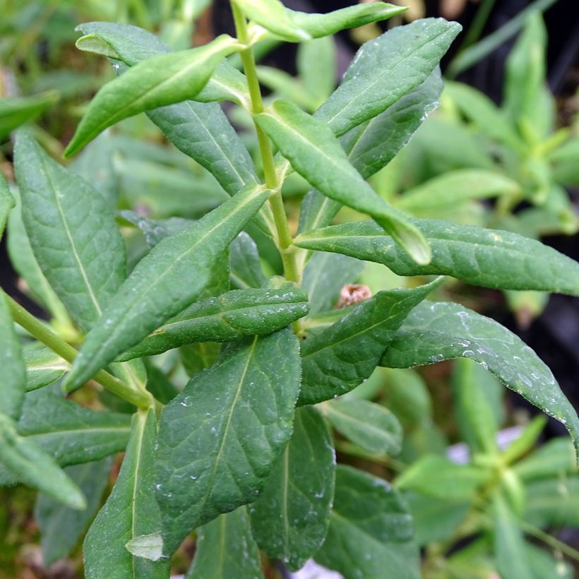 Phlox paniculata Jade - Phlox paniculé (Foliage)