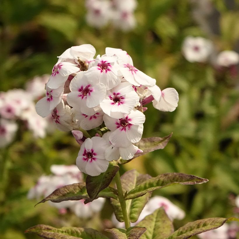 Phlox paniculata Mike's Favourite (Flowering)