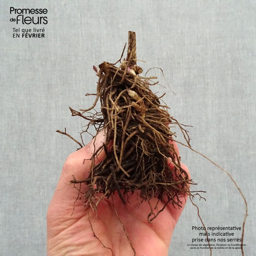 Example of Phlox paniculata Younique Red Petites Racines nues as you get in hiver