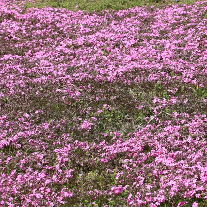 Phlox stolonifera Home Fires - Phlox rampant (Plant habit)