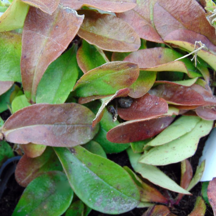 Phlox stolonifera Home Fires - Phlox rampant (Foliage)
