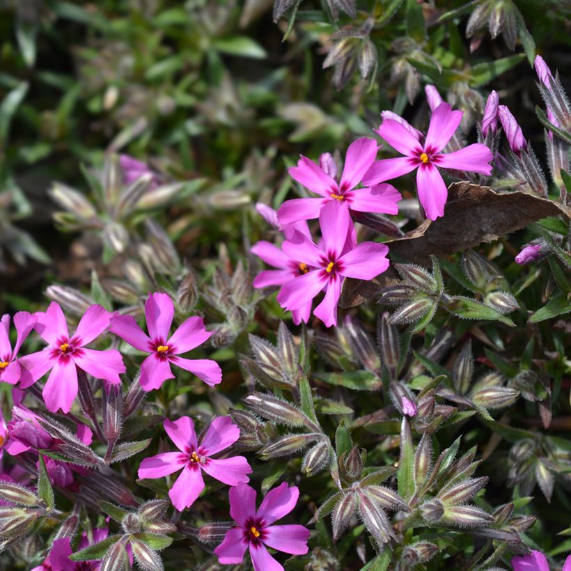 Phlox subulata Atropurpurea - Phlox mousse (Flowering)