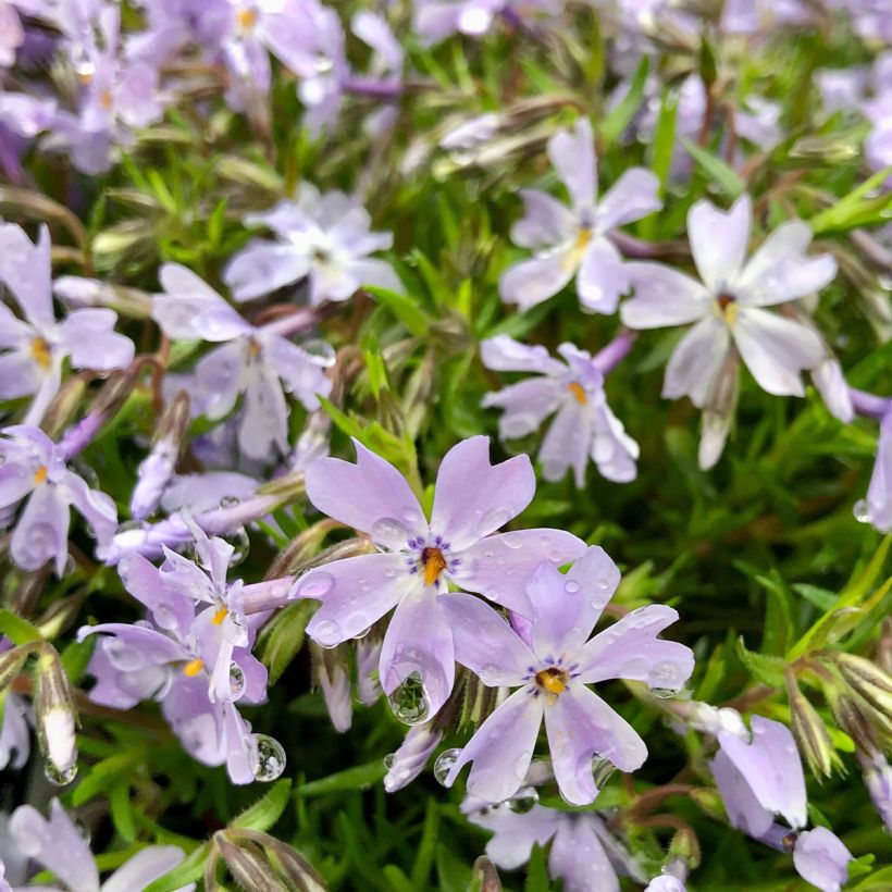 Phlox subulata Emerald Cushion Blue - Phlox mousse bleu clair (Flowering)