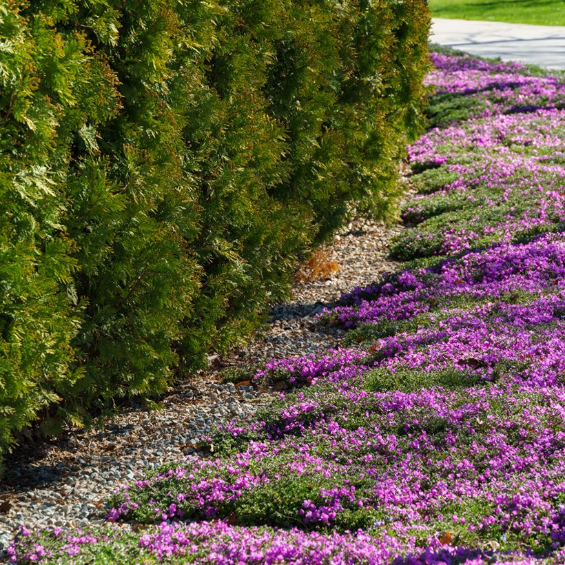 Phlox subulata McDaniel's Cushion - Phlox mousse (Plant habit)