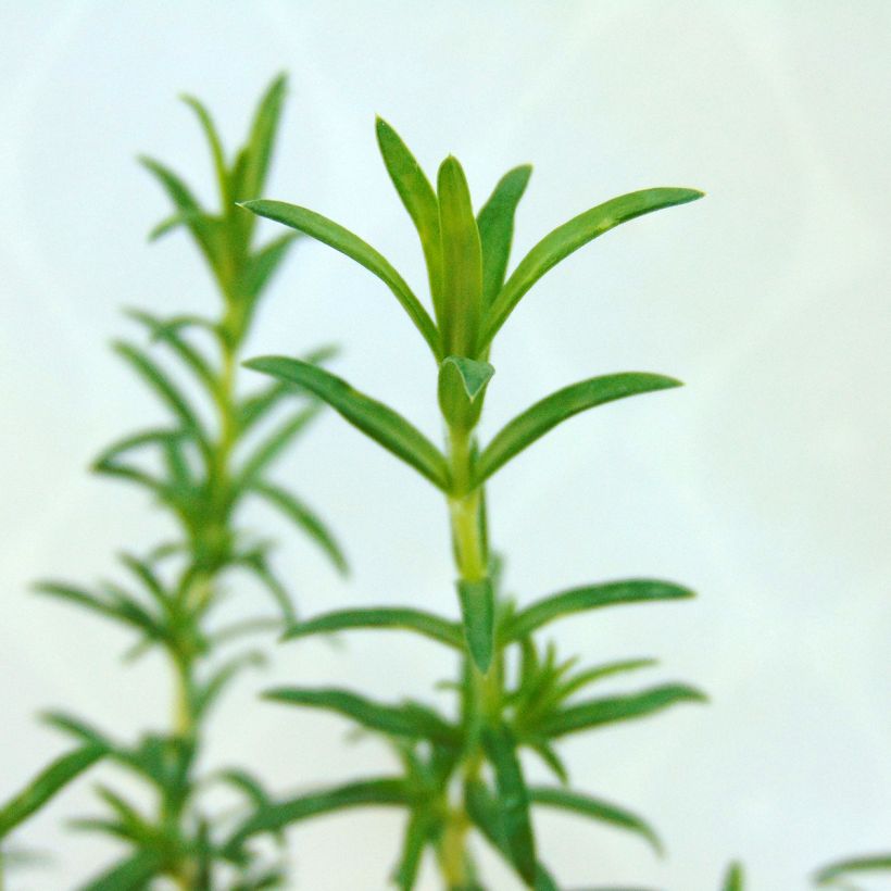 Phlox mousse White Delight (Foliage)