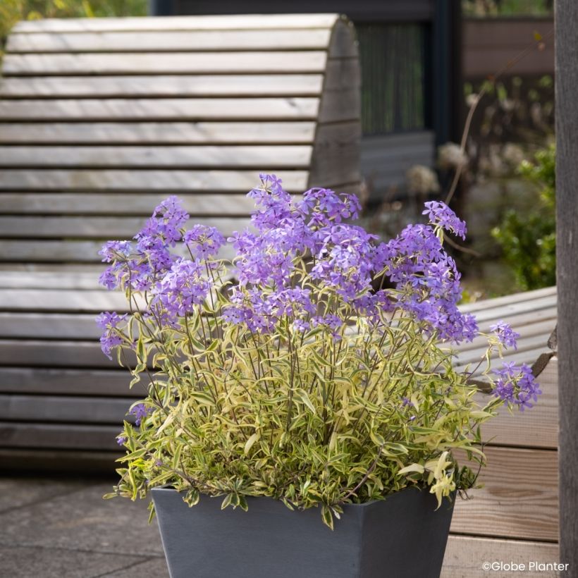 Phlox divaricata Blue Ribbons (Plant habit)