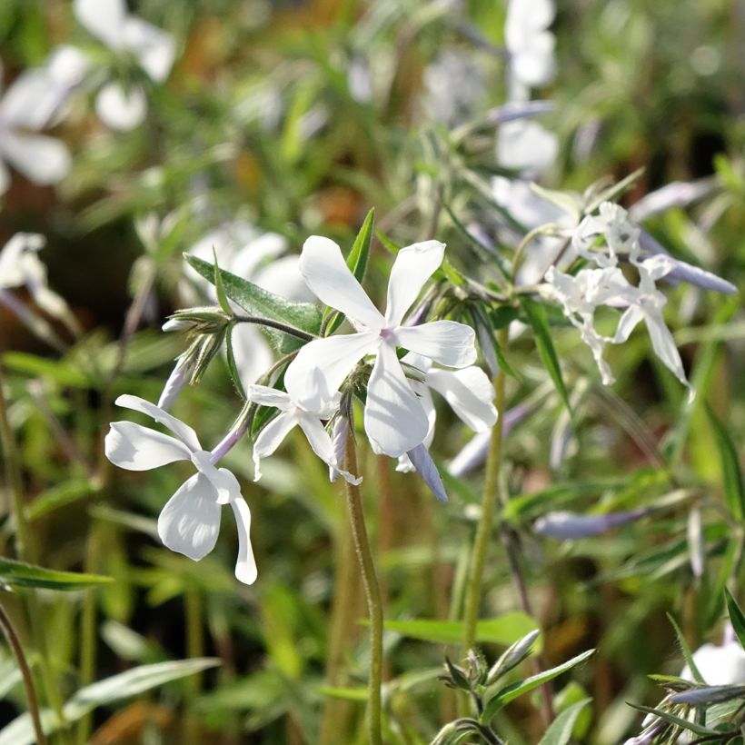 Phlox divaricata May Breeze (Flowering)