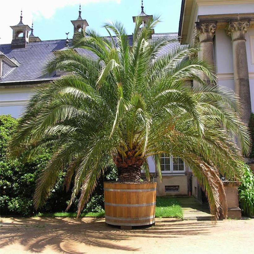 Phoenix canariensis - Palmier dattier des Canaries (Plant habit)