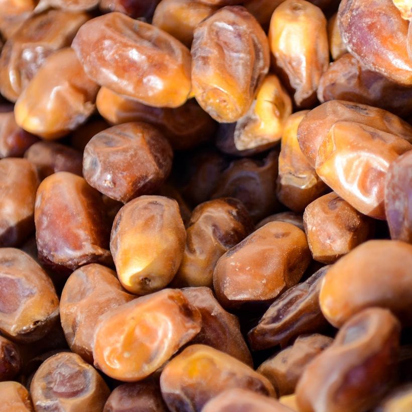 Phoenix dactylifera - Palmier-dattier (Harvest)