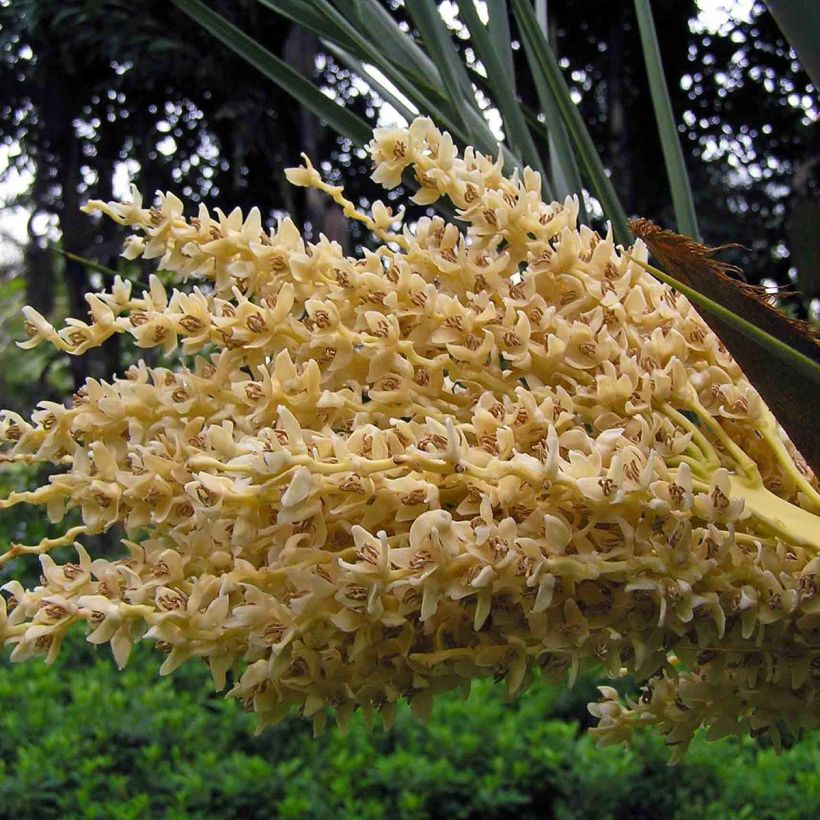 Phoenix dactylifera - Palmier-dattier (Flowering)