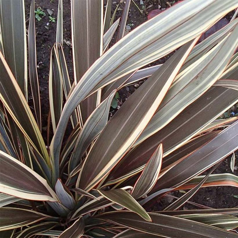 Phormium Alison Blackman - Lin de Nouvelle-Zélande (Foliage)
