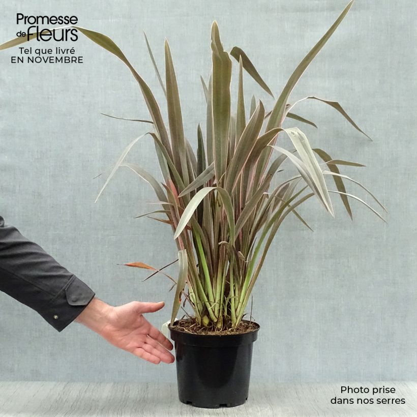 Example of Phormium  Pink Stripe - Lin de Nouvelle-Zélande  Pot de 3L/4L as you get in automne