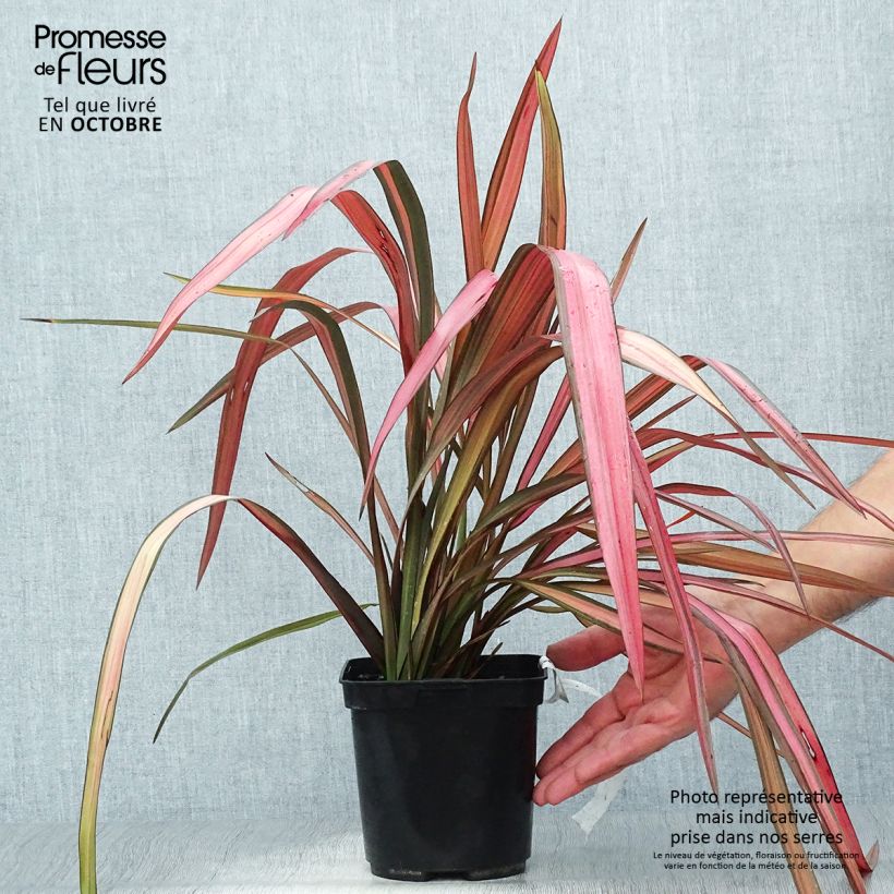 Example of Phormium cookianum Maori Maiden - Lin de Nouvelle-Zélande Pot de 3L/4L as you get in automne