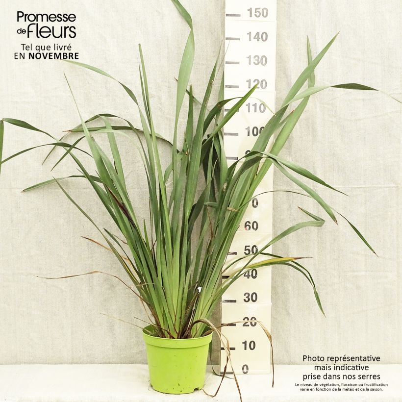 Example of Phormium tenax - Lin de Nouvelle-Zélande Pot de 7,5L/10L as you get in automne