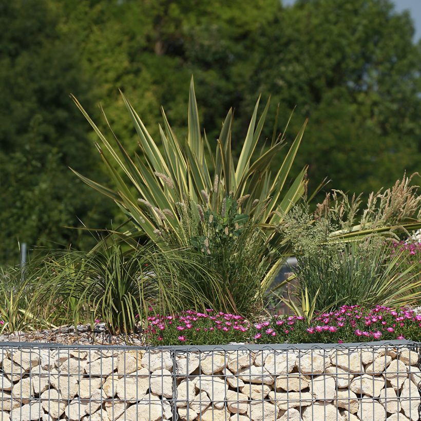 Phormium Duet - Lin de Nouvelle-Zélande (Plant habit)