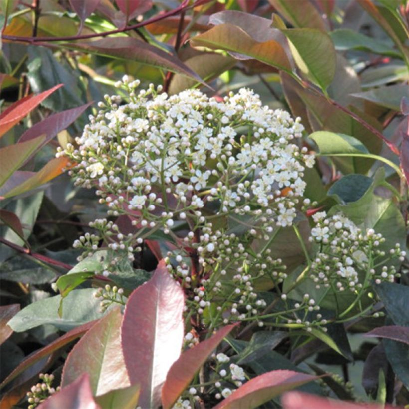 Photinia Little Red Robin (Flowering)