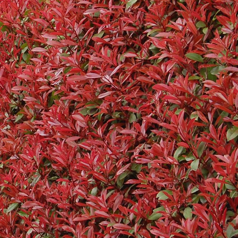 Photinia fraseri Carré Rouge (Foliage)