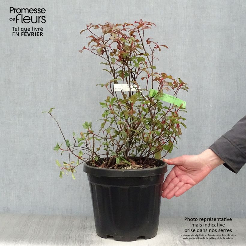 Example of Photinia fraseri Corallina Pot de 7,5L/10L as you get in hiver