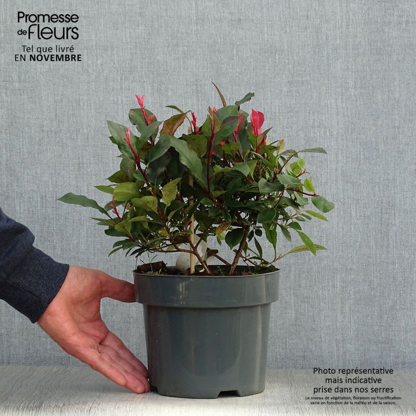 Example of Photinia fraseri Little Fenna Pot de 2L/3L as you get in automne