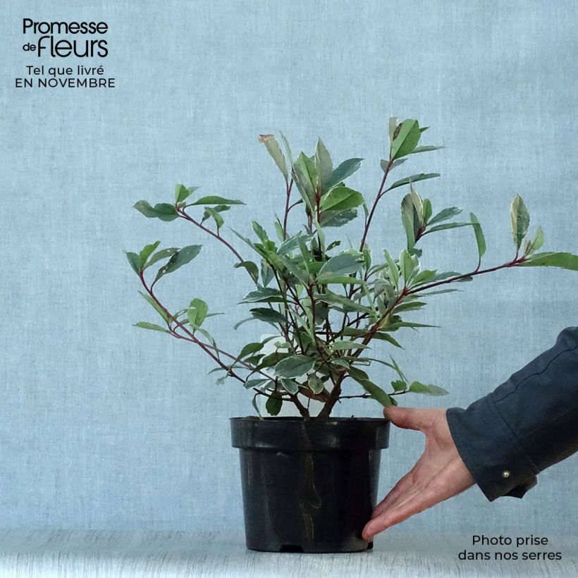 Example of Photinia fraseri Louise Pot de 2L/3L as you get in automne