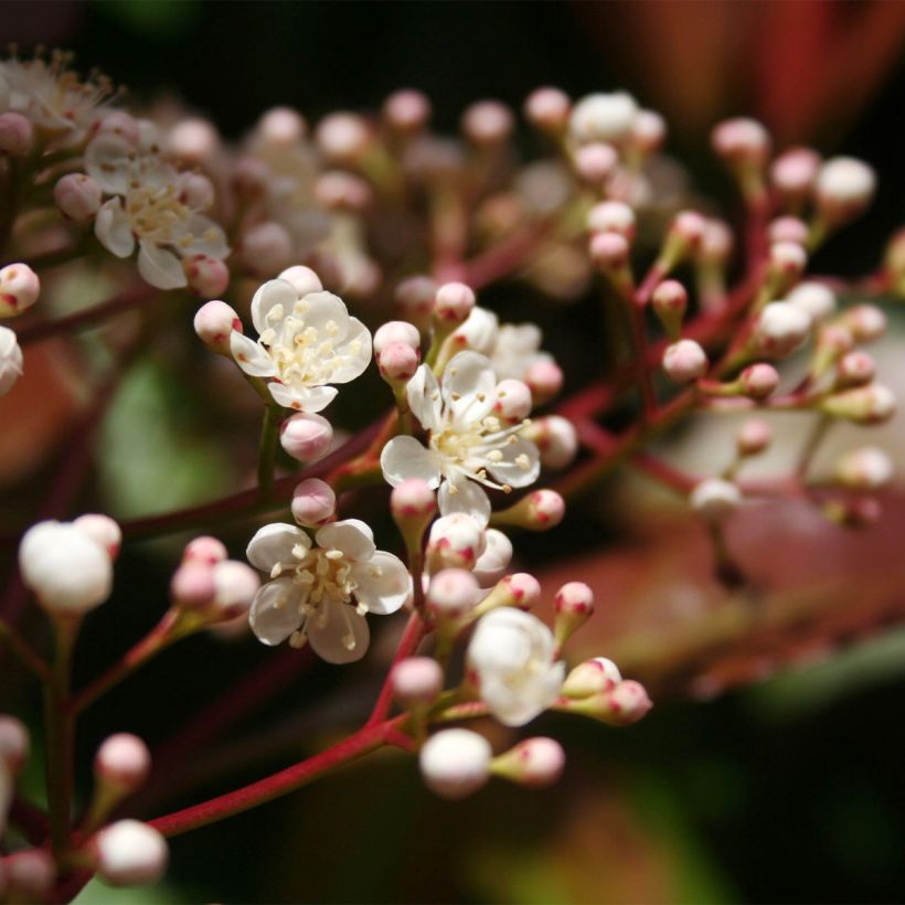 Photinia fraseri Baton Rouge (Flowering)