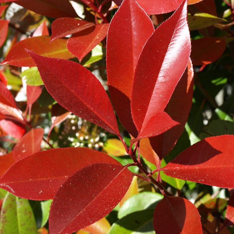 Photinia fraseri Dynamo Red (Foliage)