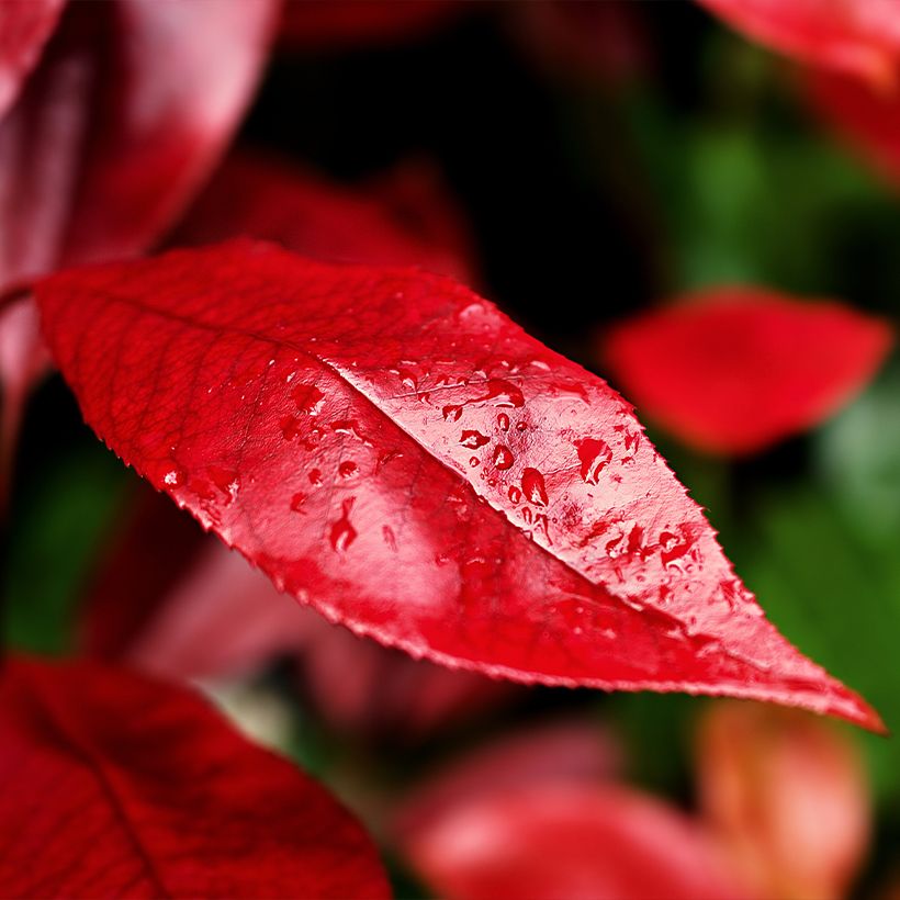 Photinia x fraseri Nana (Foliage)