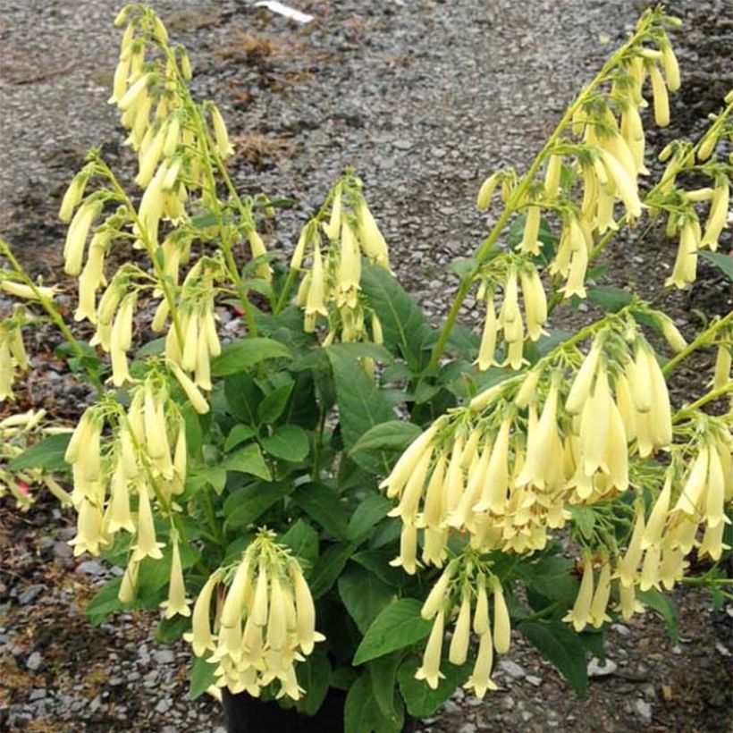 Fuchsia du Cap - Phygelius Yellow Sovereign jaune (Flowering)