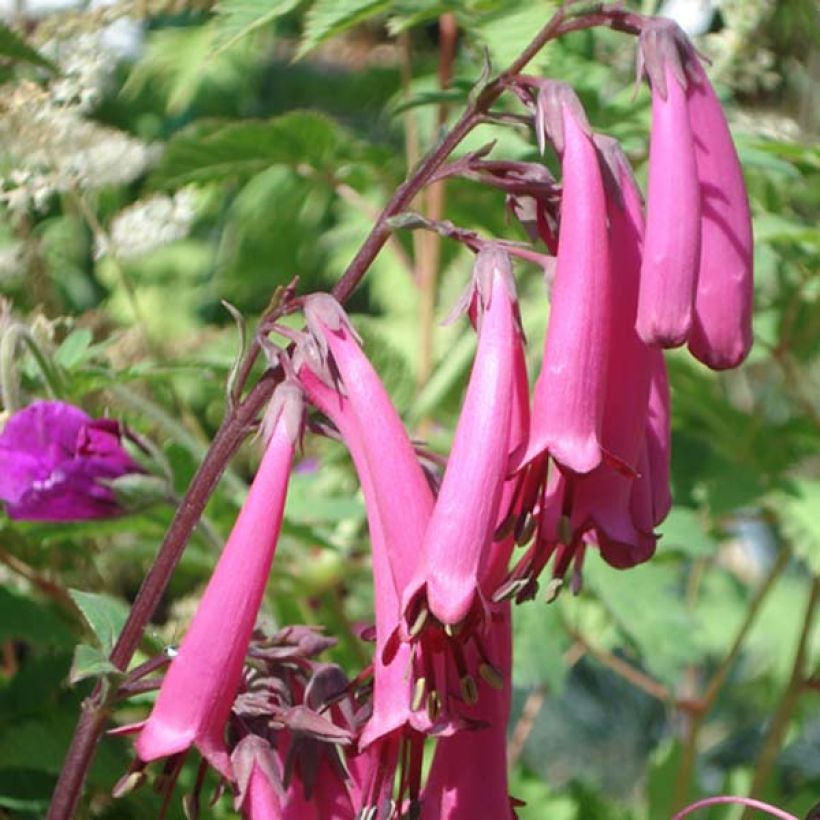 Fuchsia du Cap - Phygelius Funfare Wine (Flowering)