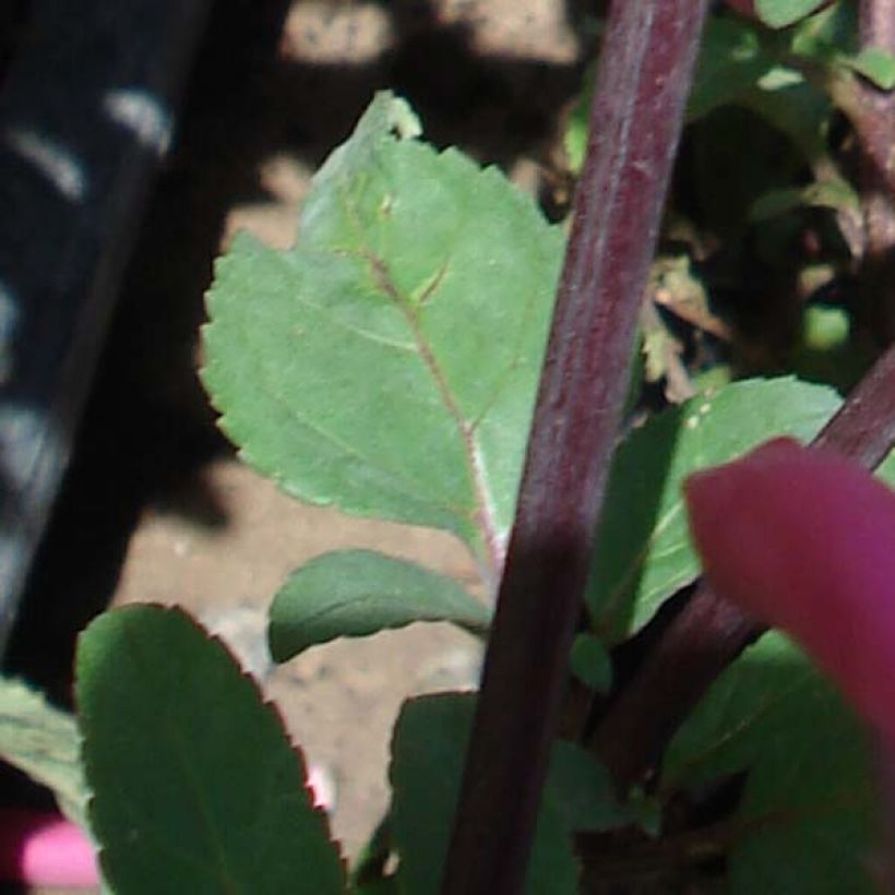 Fuchsia du Cap - Phygelius Funfare Wine (Foliage)