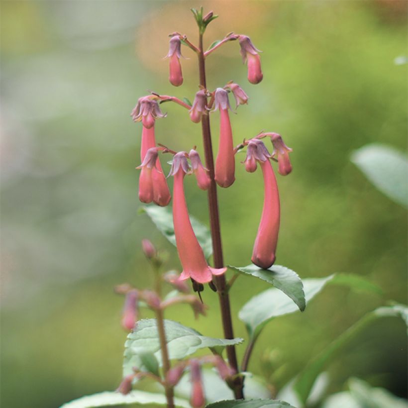 Fuchsia du Cap, Phygelius aequalis Pink Trumpet (Flowering)