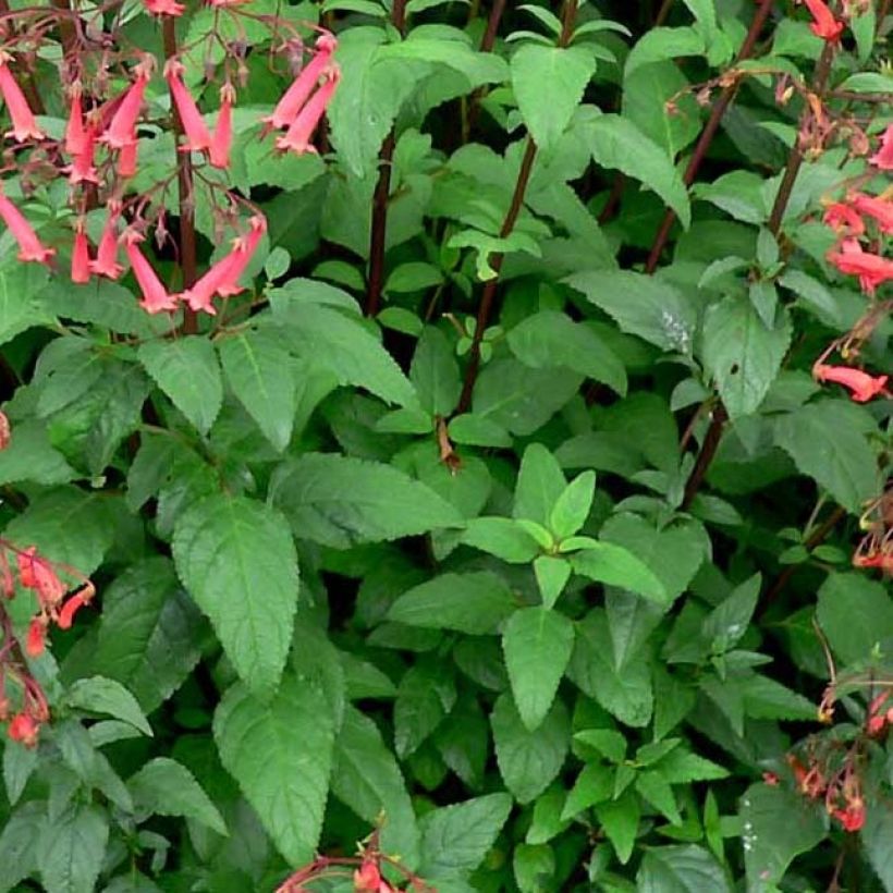 Phygelius capensis - Fuchsia du Cap (Foliage)