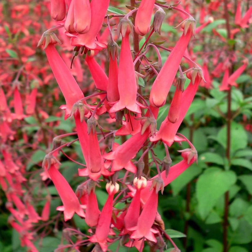 Phygelius capensis - Fuchsia du Cap (Flowering)