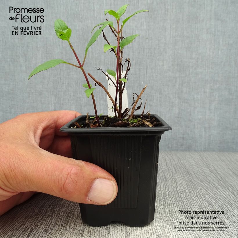 Example of Phygelius capensis - Fuchsia du Cap Godet de 8/9 cm as you get in automne