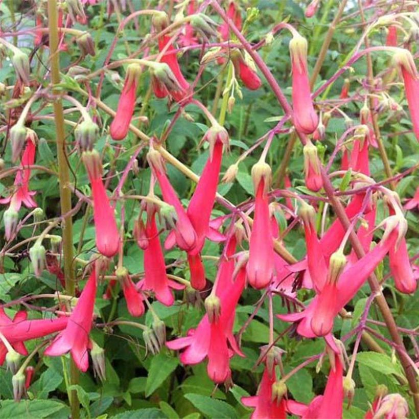 Fuchsia du Cap - Phygelius rectus Blacher (Cherry Ripe) (Flowering)