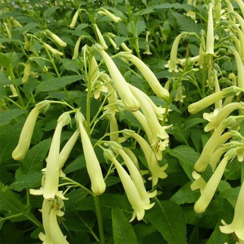 Fuchsia du Cap - Phygelius rectus Moonraker (Flowering)
