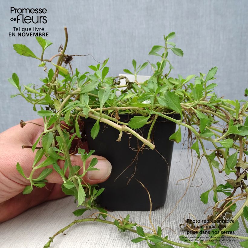 Example of Phyla ou Lippia nodiflora - Verveine nodulaire Godet de 8/9 cm as you get in automne