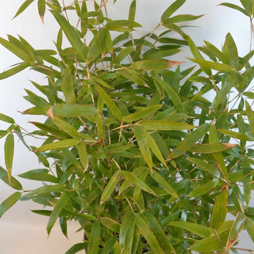 Phyllostachys atrovaginata Green Perfume - Bambou moyen (Foliage)