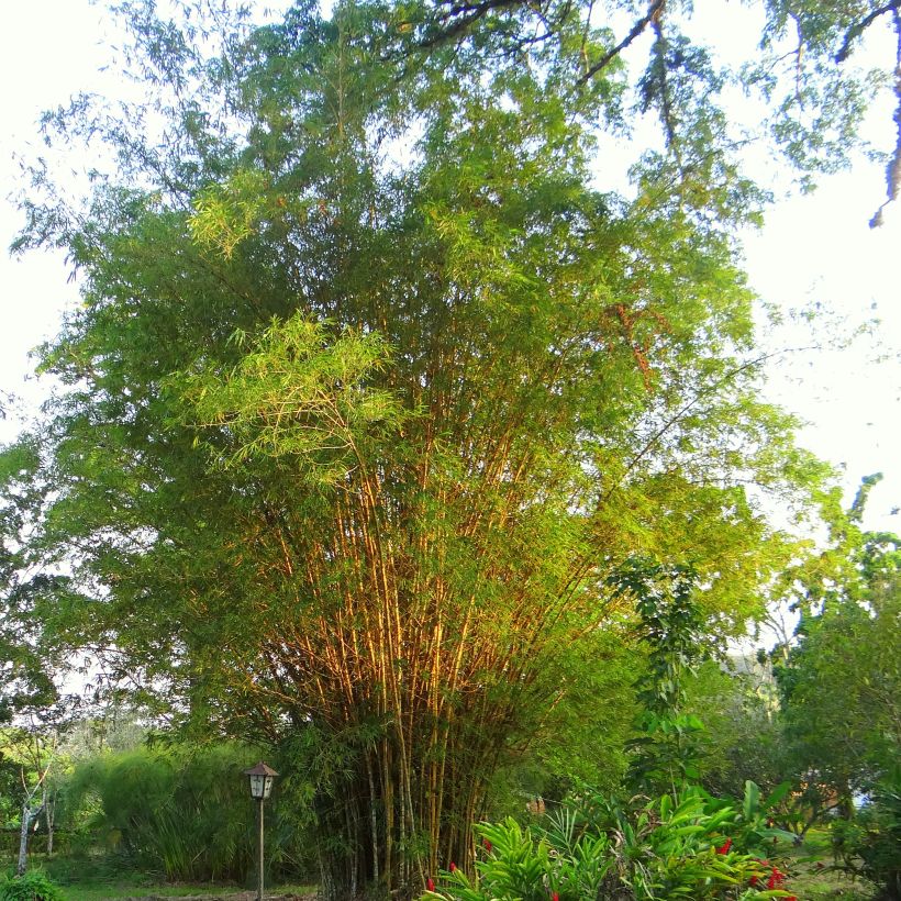 Bambou doré - Phyllostachys aurea (Plant habit)