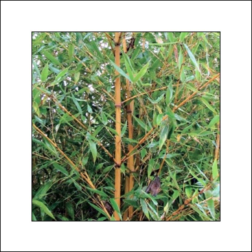 Phyllostachys aurea Holochrysa - Bambou doré (Foliage)