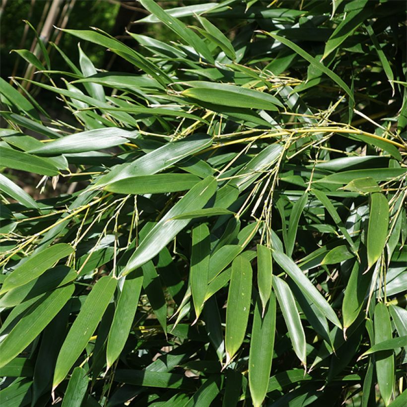 Phyllostachys aureosulcata Alata - Bambou moyen (Foliage)