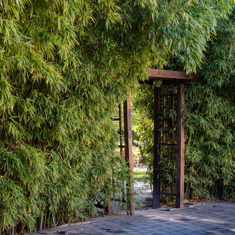 Phyllostachys aureosulcata - Bambou moyen (Plant habit)