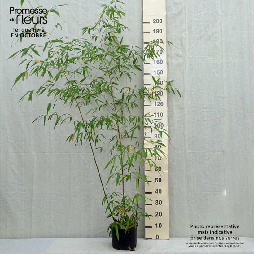 Example of Phyllostachys iridescens - Bambou géant Pot de 4L/5L as you get in automne