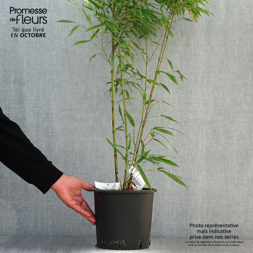Example of Phyllostachys nigra Boryana - Bambou géant Pot de 4L/5L as you get in automne