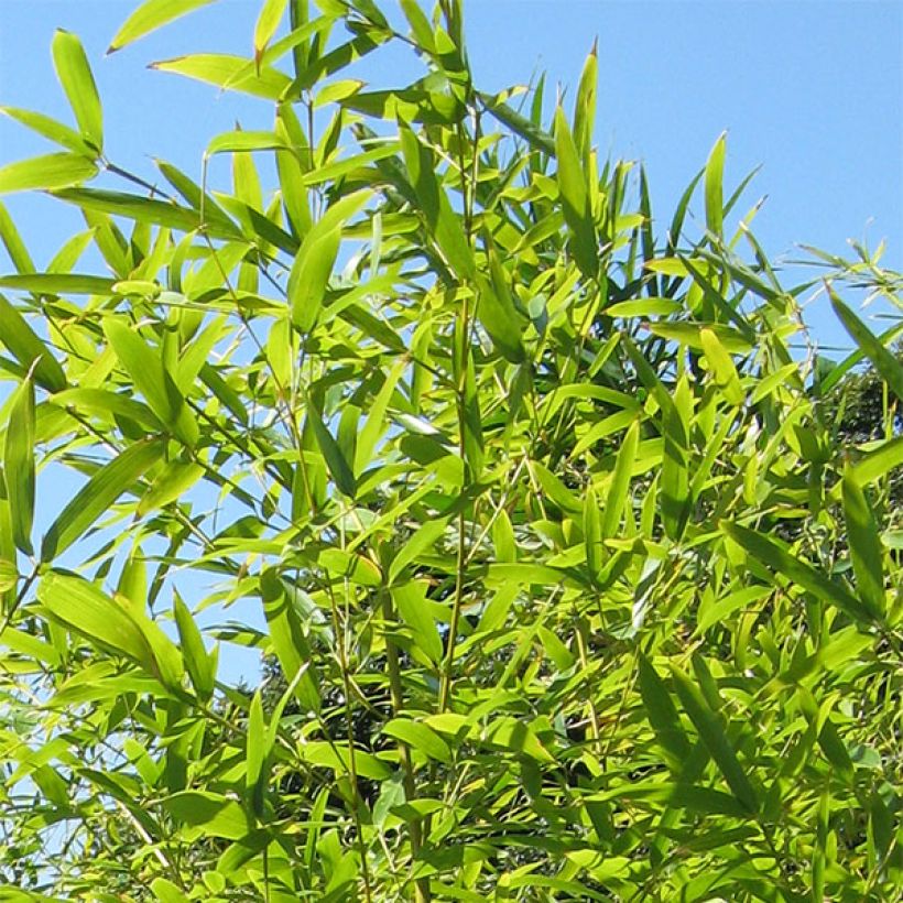 Phyllostachys nigra Henonis - Bambou géant (Foliage)