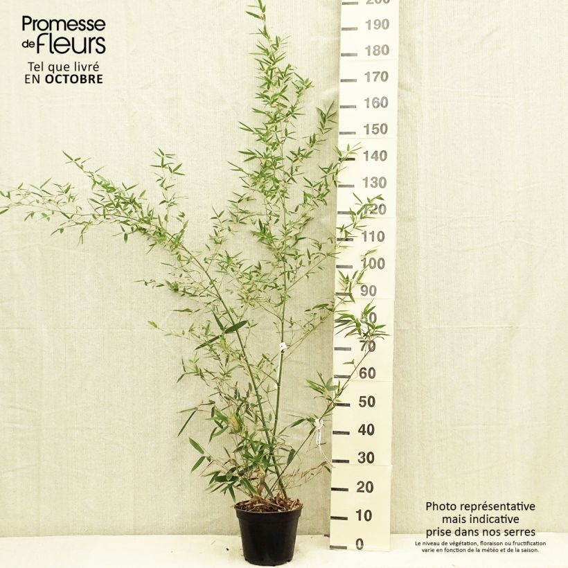 Example of Phyllostachys parvifolia - Bambou géant Pot de 4L/5L as you get in automne
