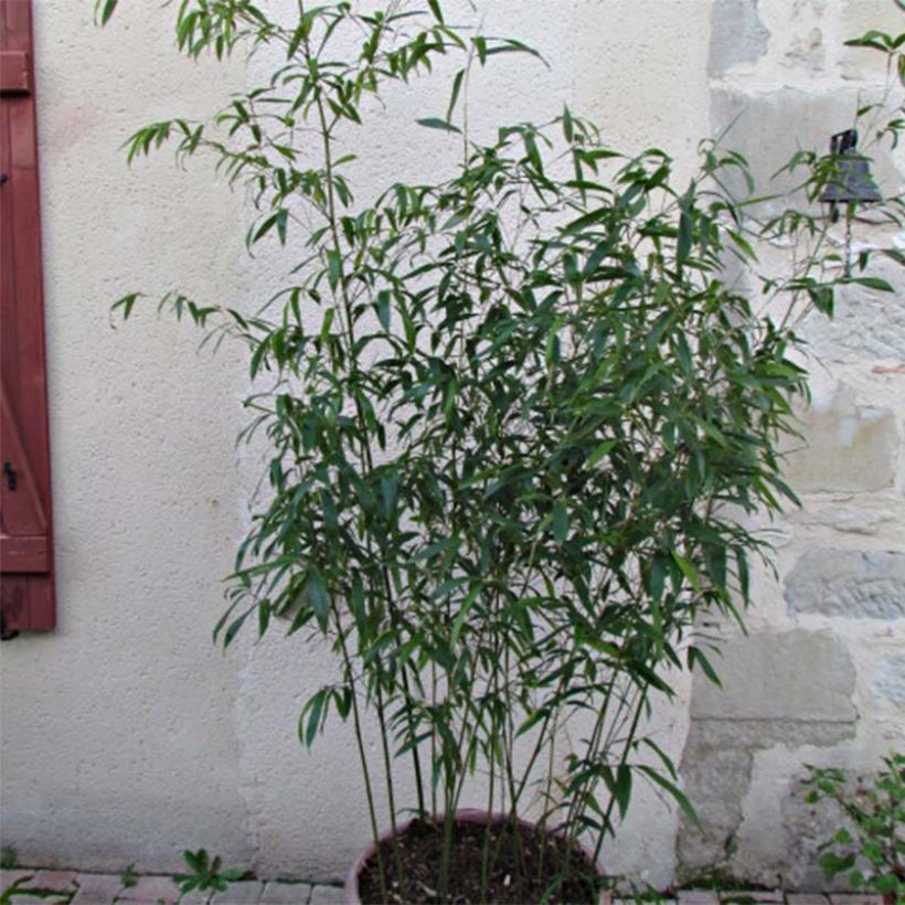 Phyllostachys rubromarginata - Bambou moyen (Foliage)